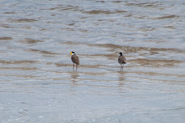 Nubeena Australia, native masked lapwing (Vanellus miles) birds at waters edge