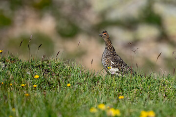 Lagopède alpin (Lagopus mutus) femelle en été rappelant sa nichée. Alpes. France
