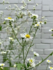 White daisies close up.