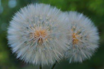 Beautiful flower Dandelion on a green background. Close up of fluffy Dandelionon. Taraxacum Erythrospermum. Abstract nature background . Computer background. Two lush flowers dandelions