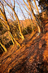 山地を染める朝日　丹沢の大山三峰山　大山三峰縦走コース

