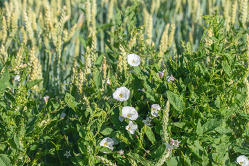 Field bindweed (Convolvulus arvensis) as unwanted weed in a wheat field.