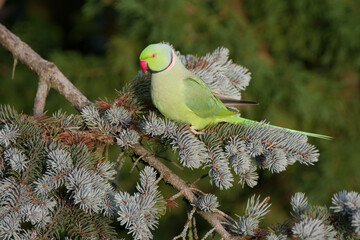 Perruches à collier (Psittacula krameri)  dans un jardin en ville