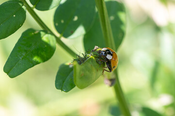 Harmonia axyridis - Asian Lady Beetle - Coccinelle asiatique