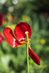 A tulip flower with three red leaves, a pistil and stamens close-up. A fading tulip. Macro, selective focus..