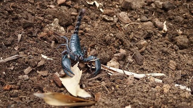 Scorpions are poisonous animals in the rainy season, Black scorpions walk on the ground