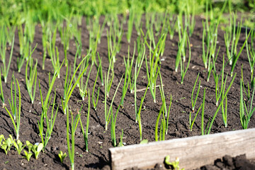 Young onion feathers sprouted in the spring, in the garden. Rows of green onions planted on a onion head. Selective focus, close-up..