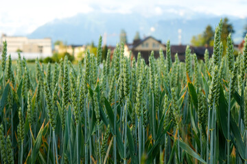 Selective focus picture of wheat at wheat field in the morning at Steffisburg. Main agriculture for steffisburg.