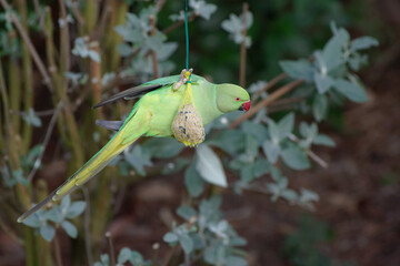 Perruche à collier (Psittacula krameri) mangeant sur une une boule de graisse pour oiseaux sauvage...