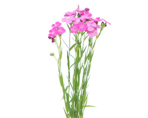 Wild pink Dianthus flowers isolated on white
