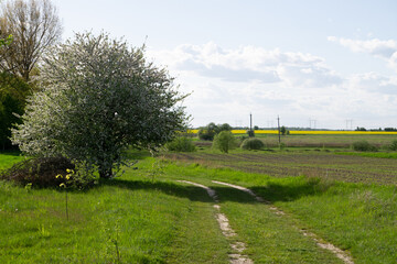 landscape with trees