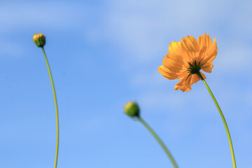Beautiful yellow cosmos flowers on blue sky background in the  in the farmer's garden. It is...