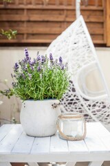 blooming lavander in a ceramic pot and lantern on the balcony