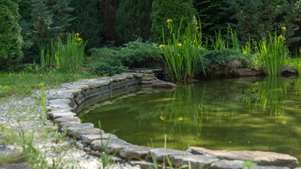 Fototapeta na wymiar Small garden pond with many decorative plants. Nature concept for design. Small pond on a summer day in the garden.