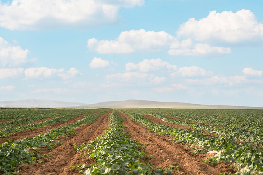 Agricultural field, beautiful landscape photo of  young melon agricultural field. Level lines of plantation, natural fruit products. 