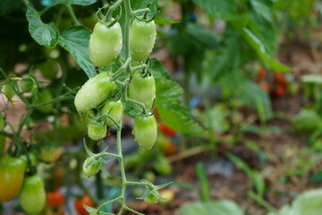 朝露に濡れる畑の野菜