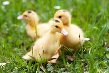 Little yellow ducklings in the grass, a young bird.