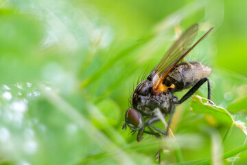 Garden fly in the grass