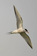 Flussseeschwalbe im Abendrot // Common tern in evening light (Sterna hirundo)