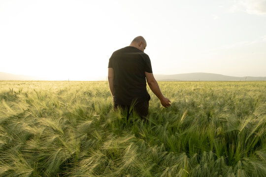 Wheat field in sunset, agronomist young male farmer standing in the wheat field in sunset. Touching green wheat ears. Beautiful agricultural landscape concept photo with copy space.