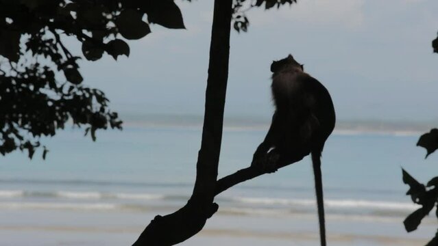 Wild Javanese Macaque Monkeys at Pangandaran Beach Nature Preserve