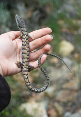 Alligator Lizard in the Hand