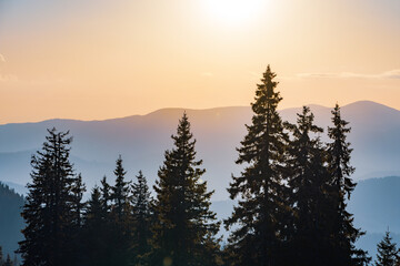 Silhouettes of fir trees in the mountainous valley of the Rhodope Mountains against the background of a sunset sky
