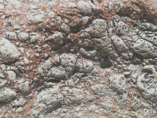 bark of a tree