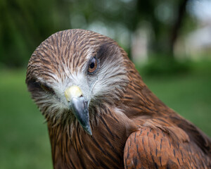 amazing wild birds close-up