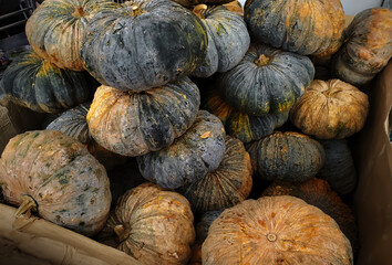 Pile of large green pumpkins