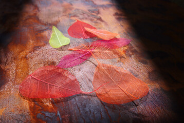 Transparent and delicate leaves over old wooden background