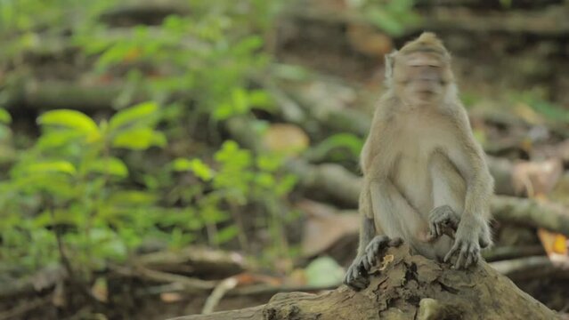 Wild Javanese Macaque Monkeys at Pangandaran Beach Nature Preserve