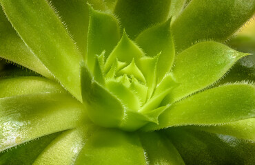 Sukulent, piękny zielony kwiat domowy. Hodowla domowa. Kaktus.  - obrazy, fototapety, plakaty