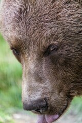 Obraz premium close up of a brown bear 