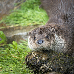 portrait of a european otter in a park 