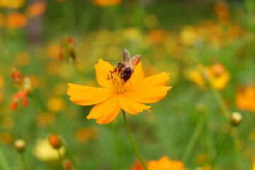 butterfly on yellow flower