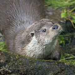 portrait of a european otter in a park 