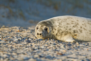 Junge Kegelrobbe (Halichoerus grypus) auf Helgoland