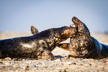 Kämpfende Kegelrobbe (Halichoerus grypus) auf Helgoland