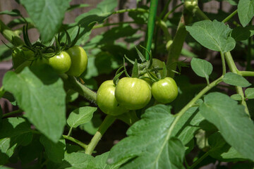 Green tomatoes on bushes in the home vegetable garden