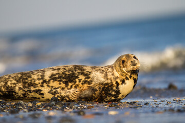 Kegelrobbe (Halichoerus grypus) am Strand von Helgoland