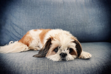 image of cute shi tzu dog sitting on the sofa. warm and cozy morning at home