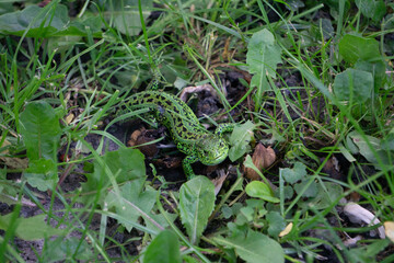 lizard on the grass