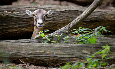 mouflon in the forest 
