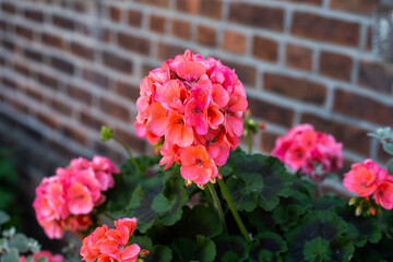 pink flowers in the garden