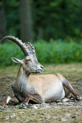 capricorn in the woods 