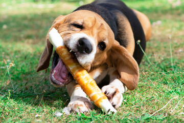 cute beagle dog eats appetizing meat bone on the grass in the garden in summer