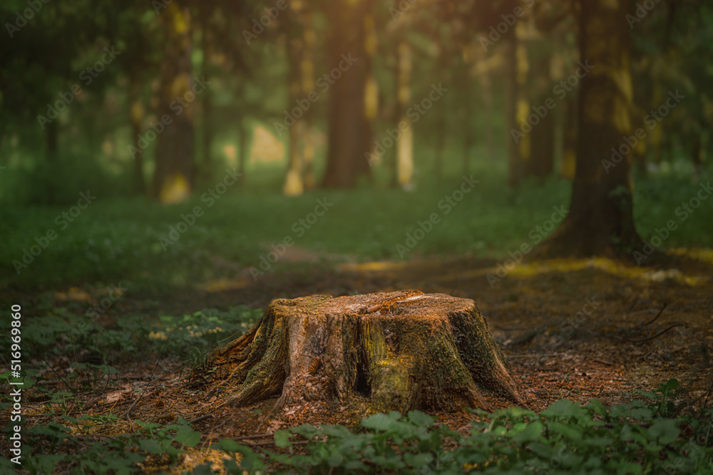 Wall mural mysterious coniferous forrest in summer. path through the trees