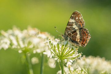 Map butterfly (Araschina levana) pictured in backlight.