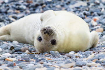 Junge Kegelrobbe (Halichoerus grypus), Robbenbaby © Jearu